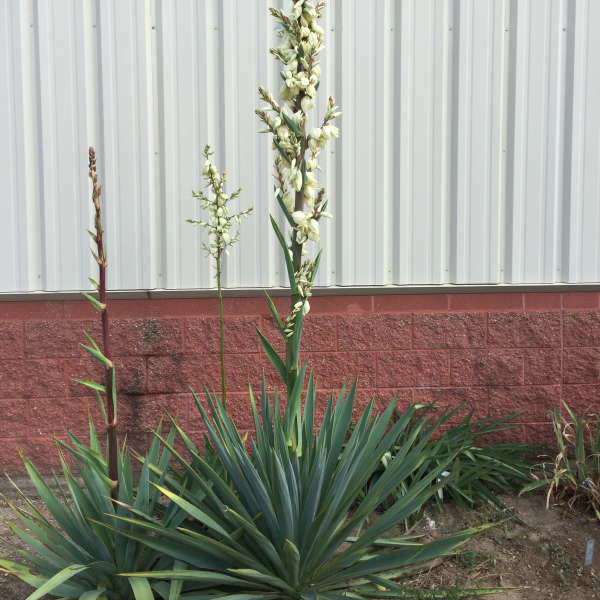 Yucca Cernua