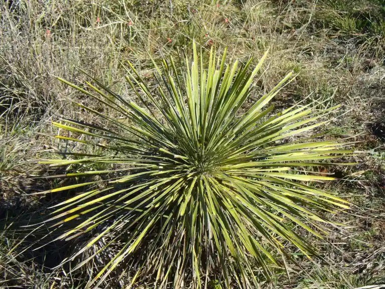 Yucca Constricta