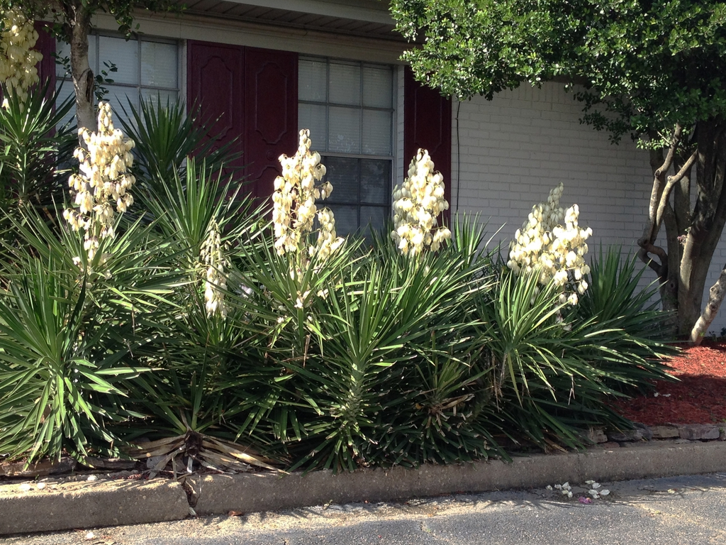 Yucca Filamentosa