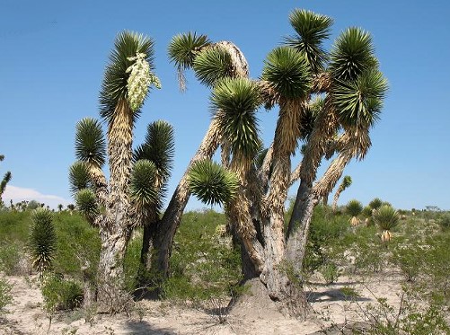 Yucca Filifera