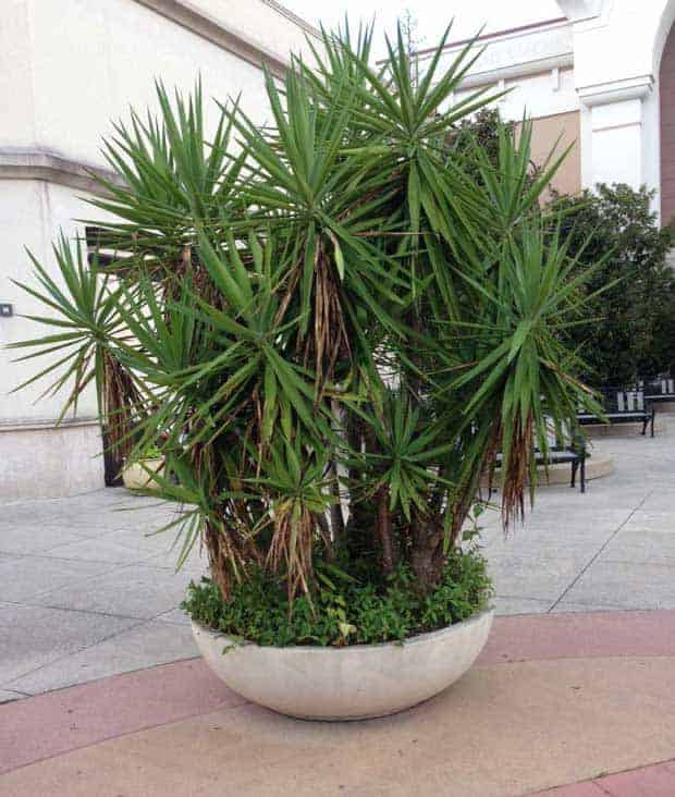 Yucca Gigantea