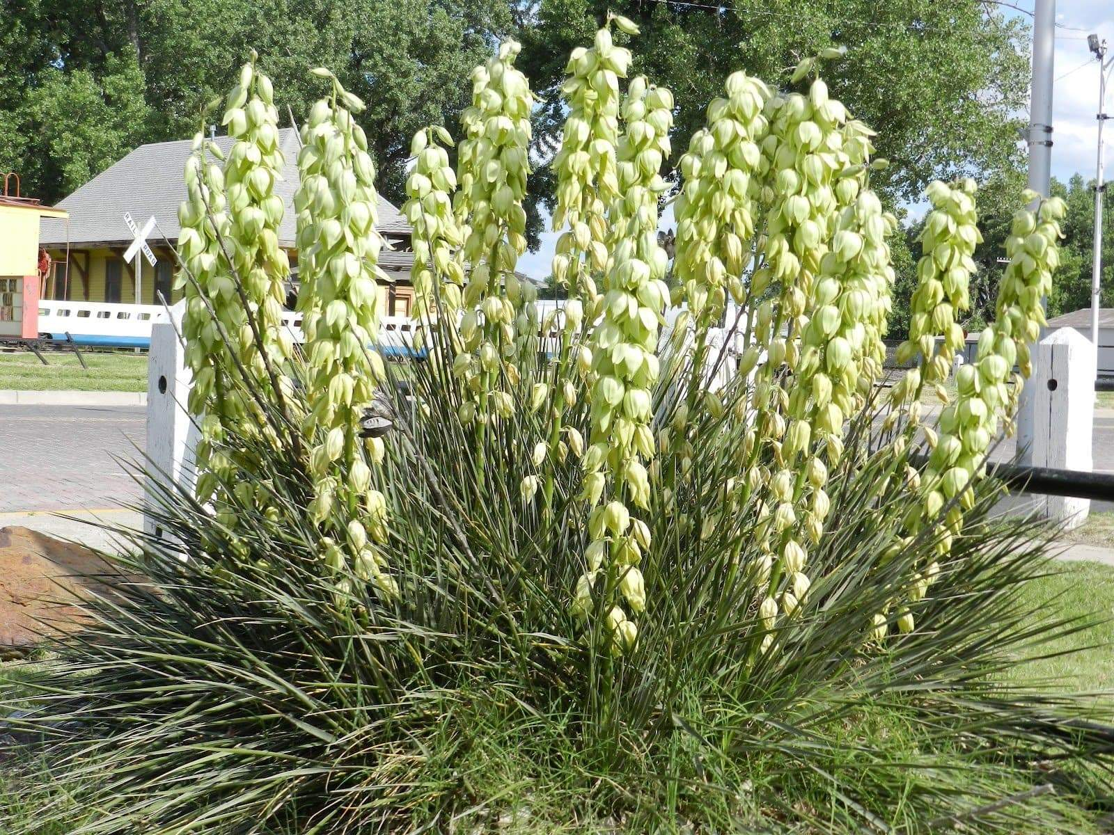 Yucca Glauca