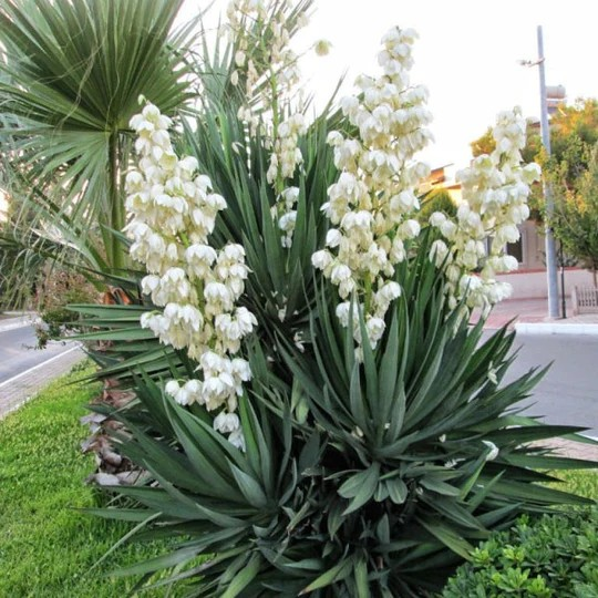 Yucca Gloriosa