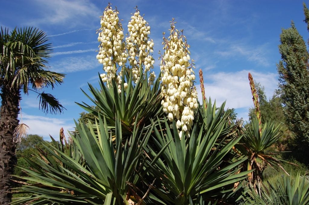 Yucca Plant