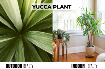 Yucca Plant Care & Growing Tips