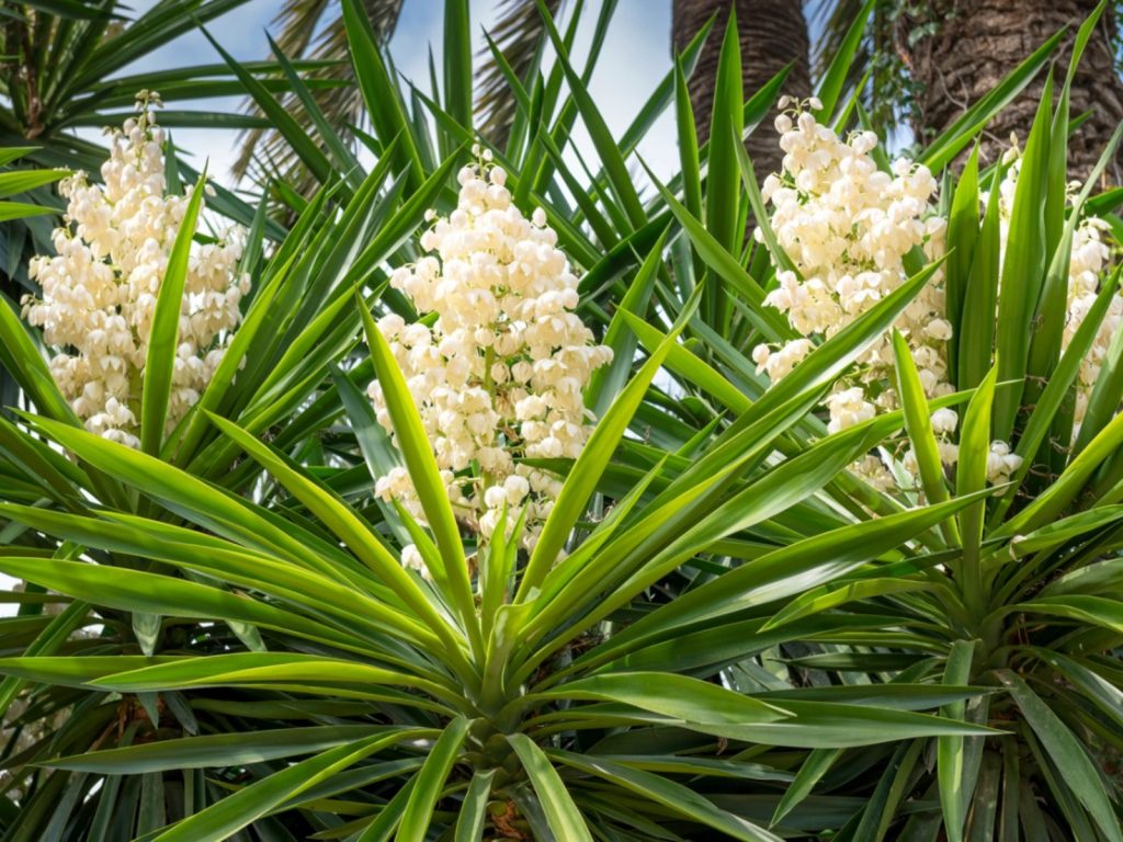 Yucca Plant Overview