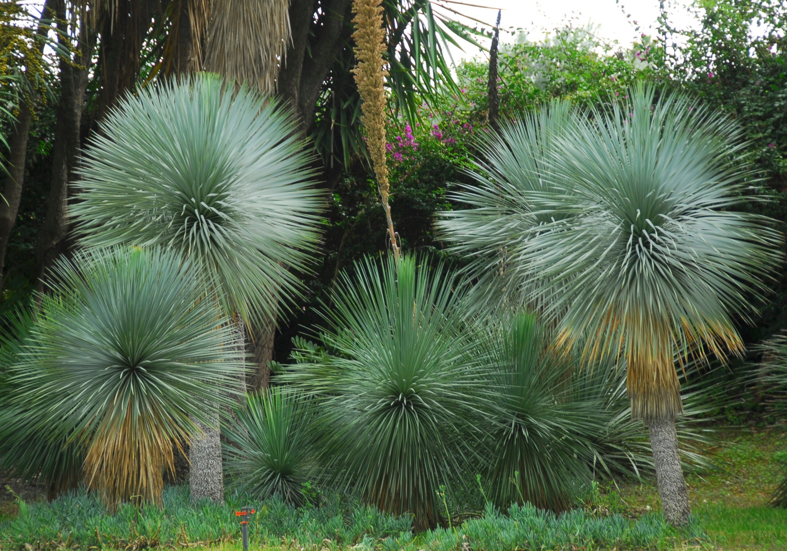 Yucca Rostrata