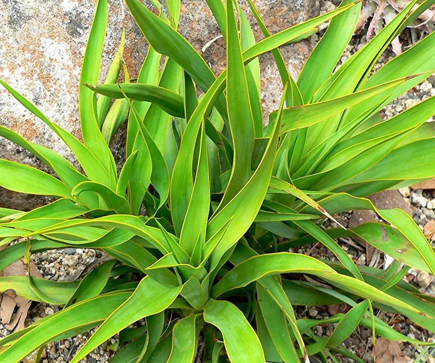 Yucca Rupicola