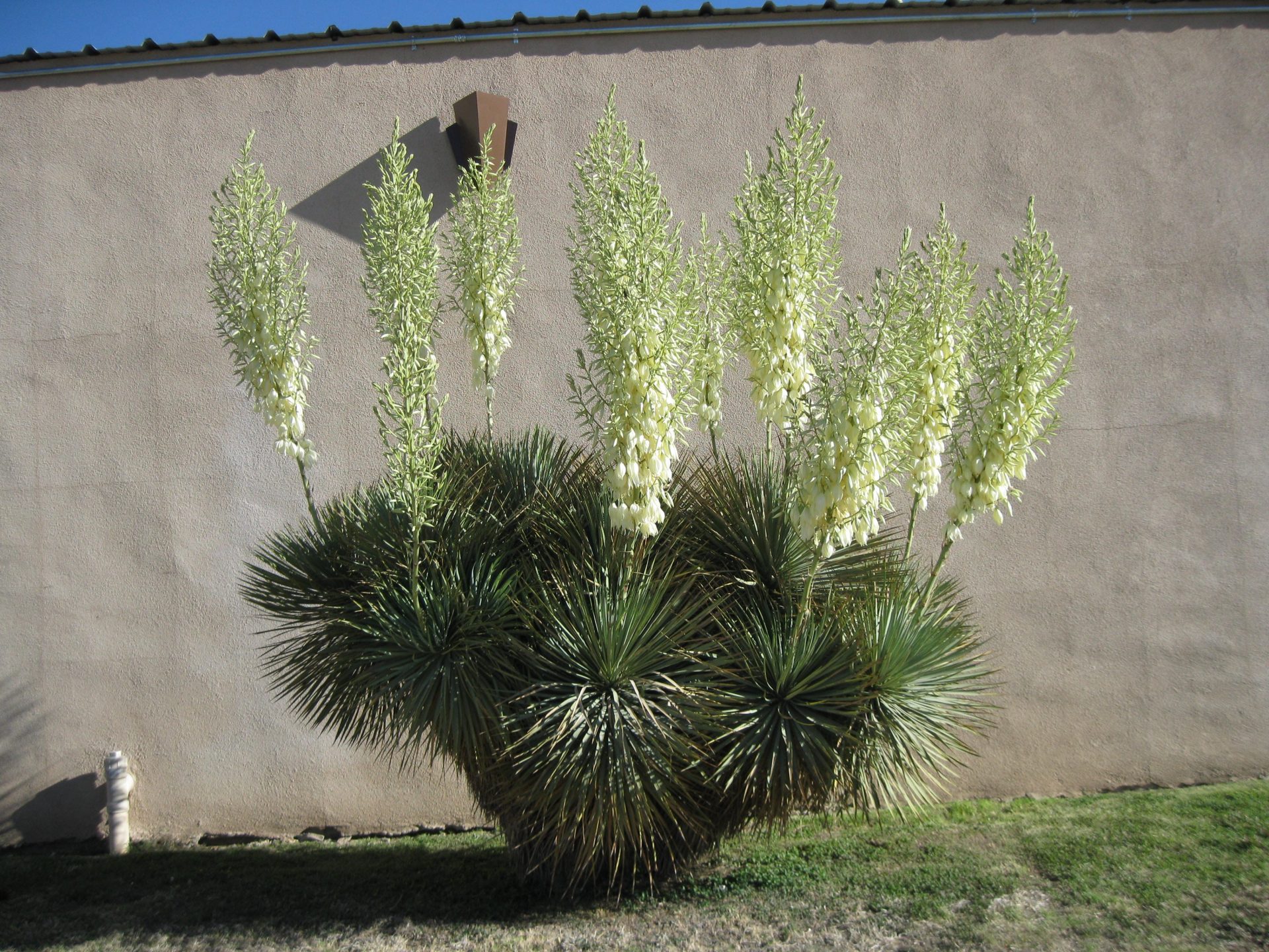 Yucca Thompsoniana