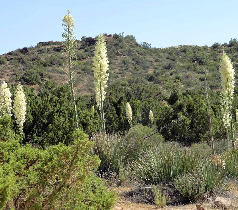 Yucca Whipplei