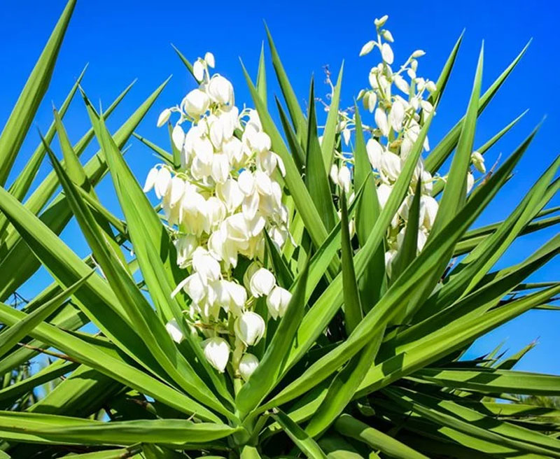 Yucca