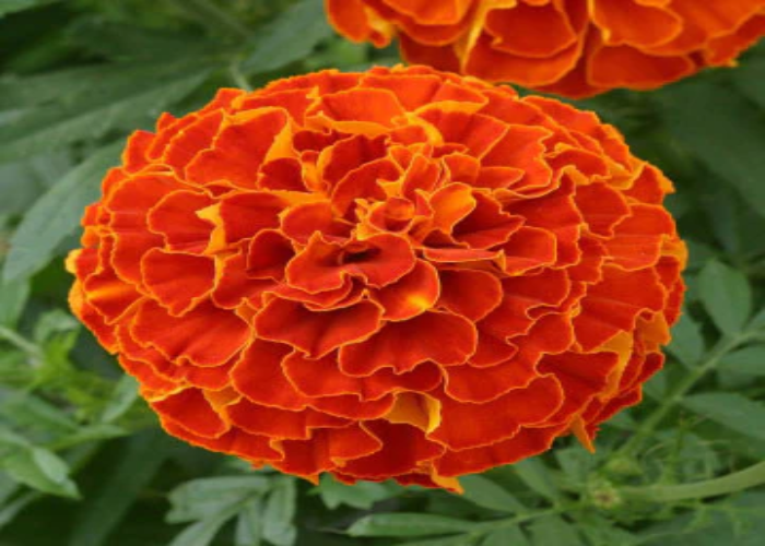 Zenith Red Marigold