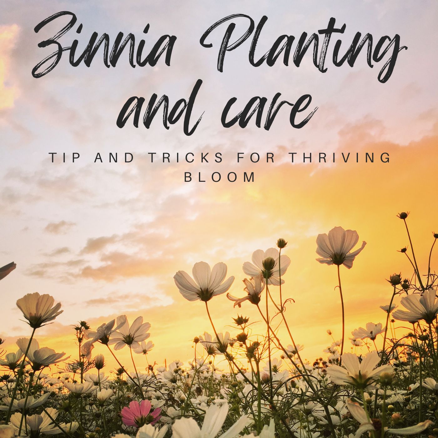 Zinnia Planting and Caring Guide [UK] - TheArches