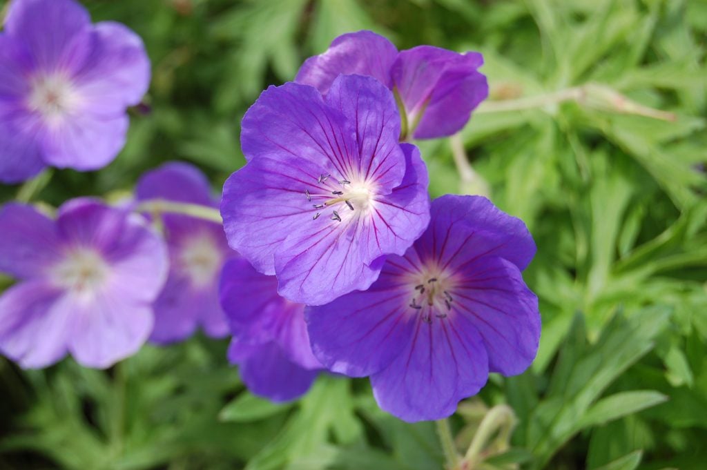 Zonal Geraniums