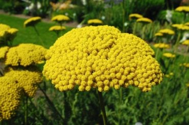 achilea yarrows