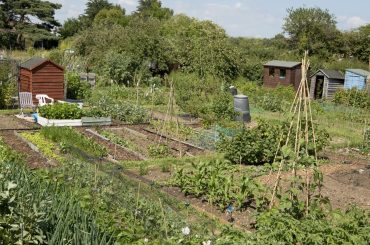 Maintaining Your Allotment