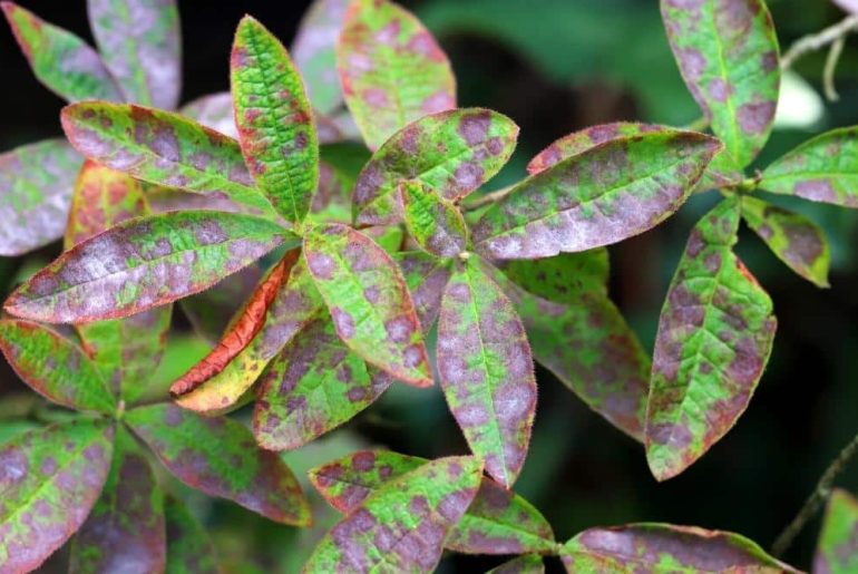 What Does an Overwatered Azalea Look Like?