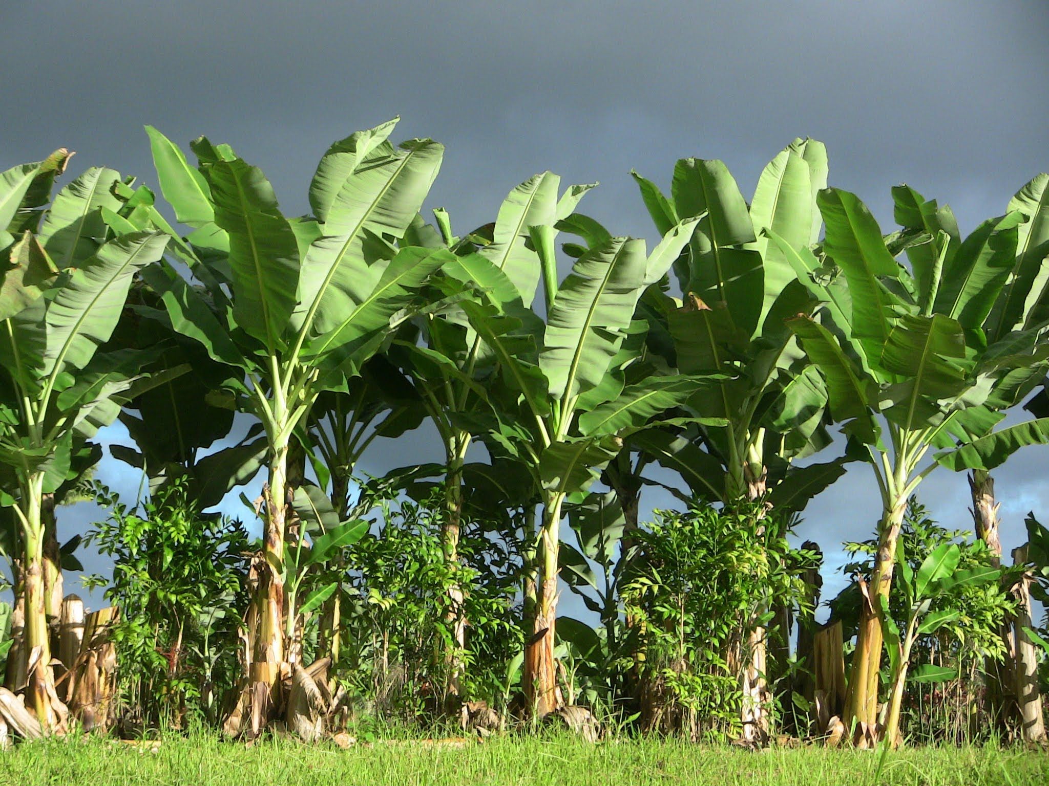 banana plants Growing