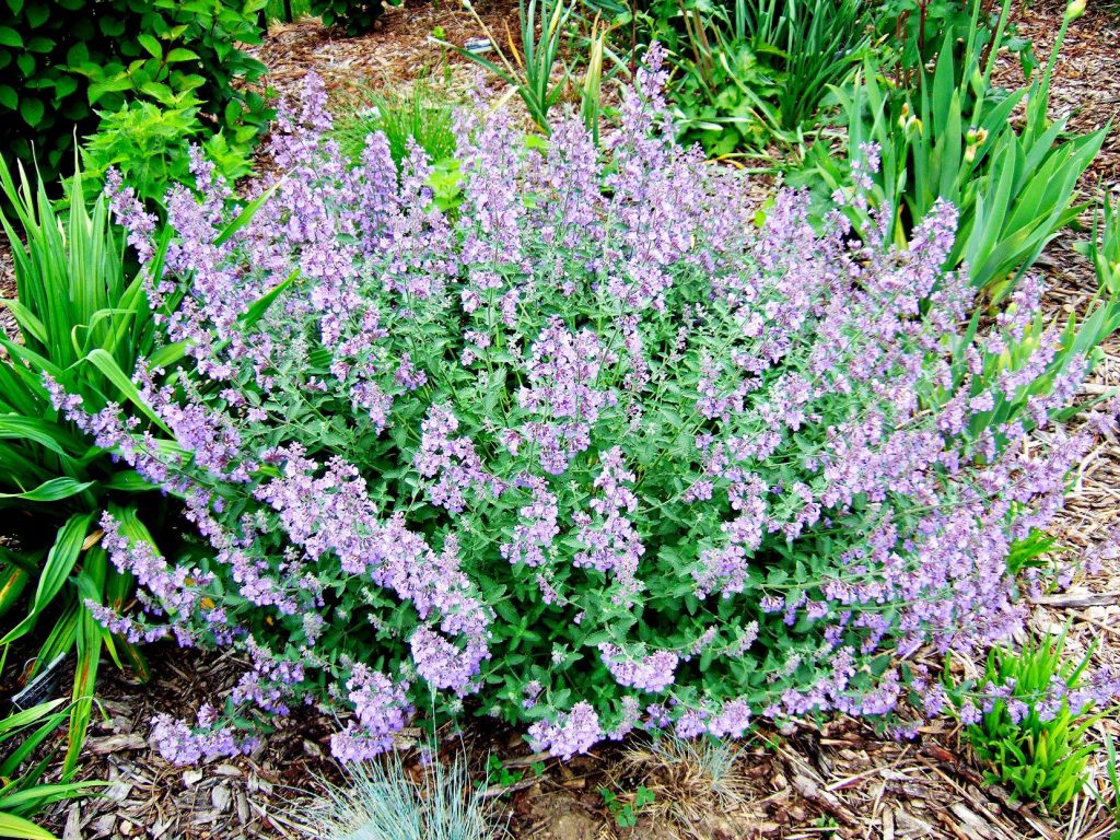 catmint-1