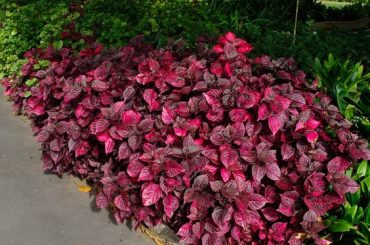 What Pigment Causes Red Leaves?