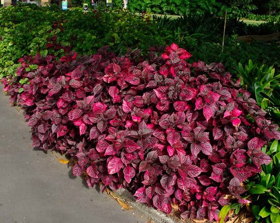 What Pigment Causes Red Leaves?