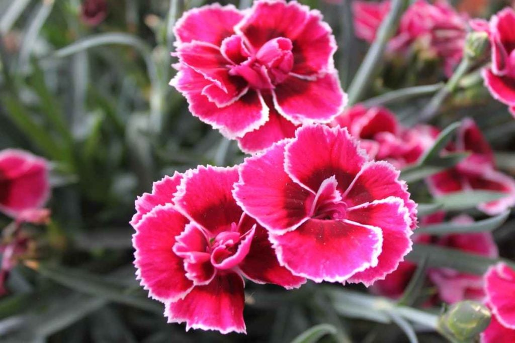 dianthus