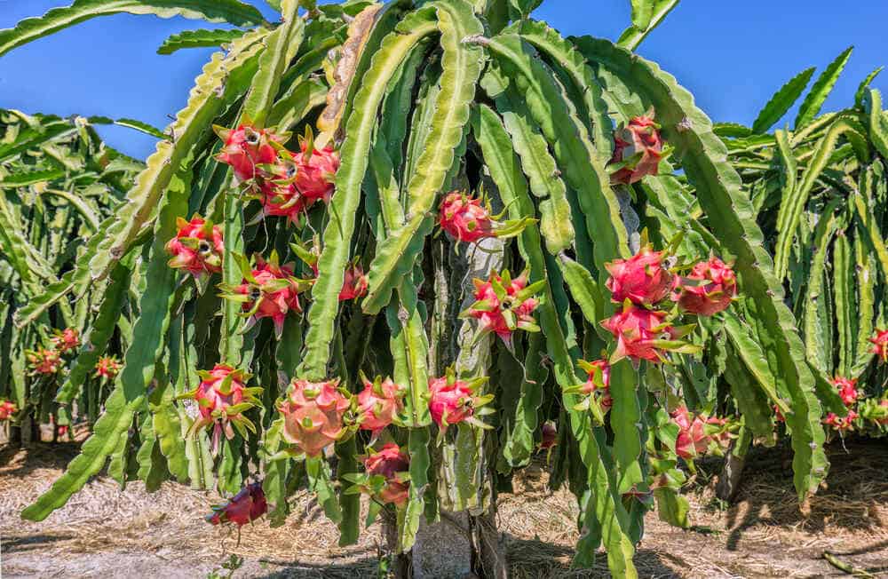 Dragon Fruit Plant Yellow Variety