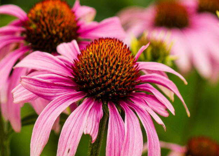 echinacea