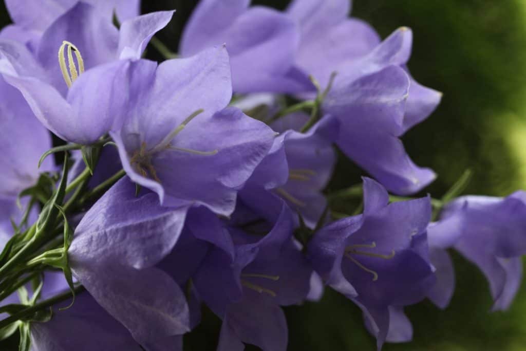 Bellflower