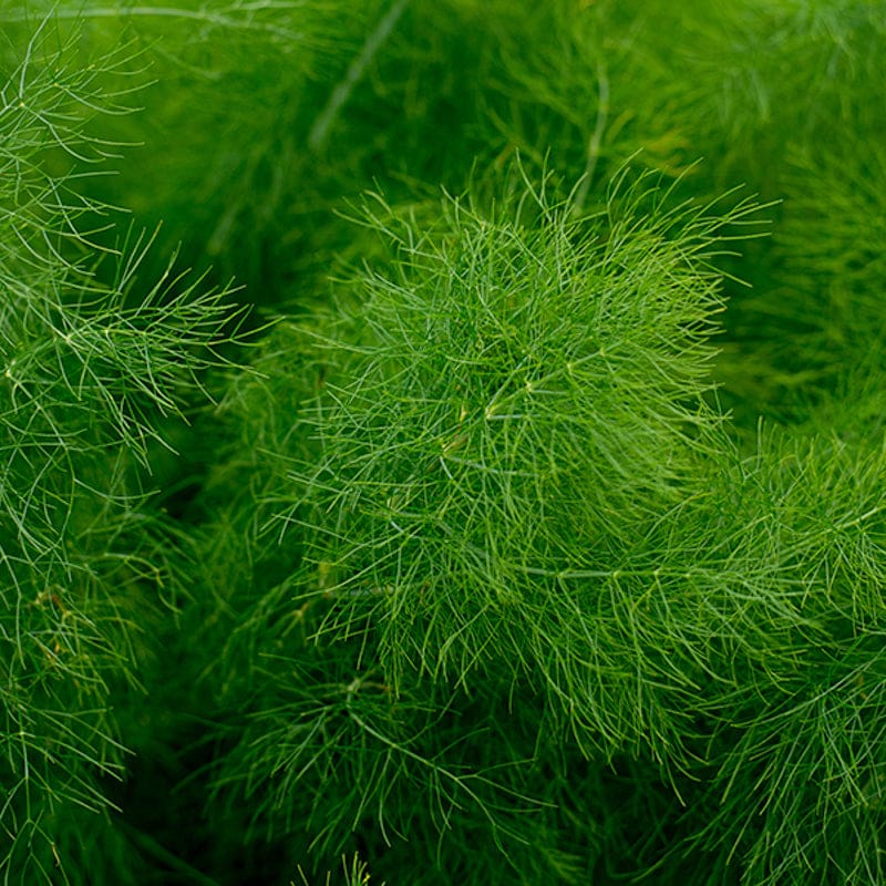 fennel