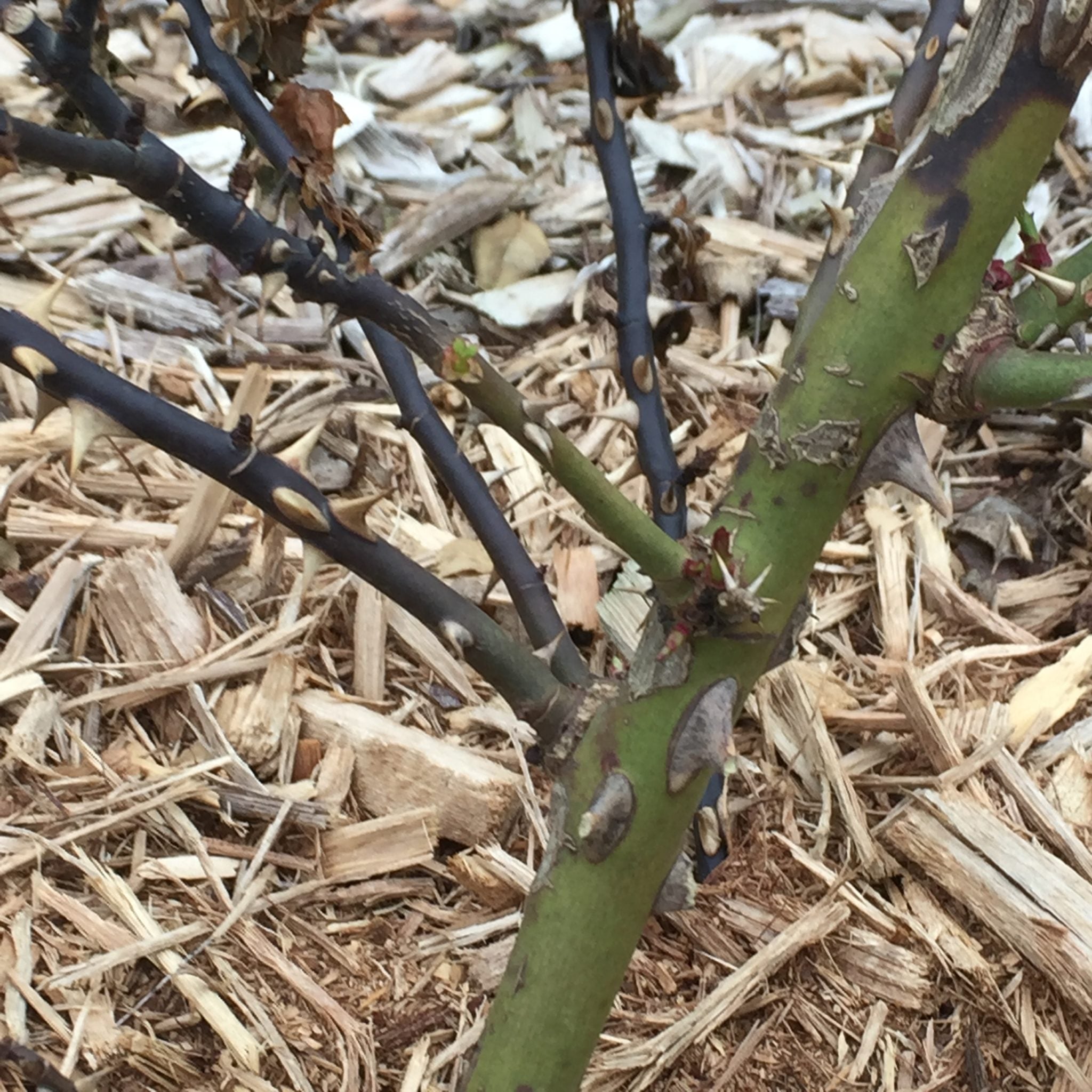 Why is My Red Robin Plant Dying? - The Arches