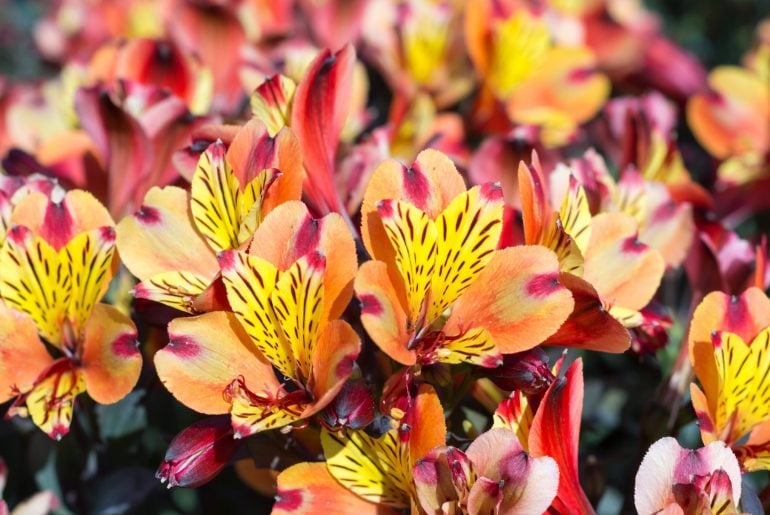 Is Alstroemeria Heat Tolerant?