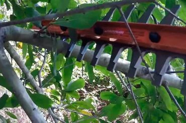 Cutting branches using hedge trimmer