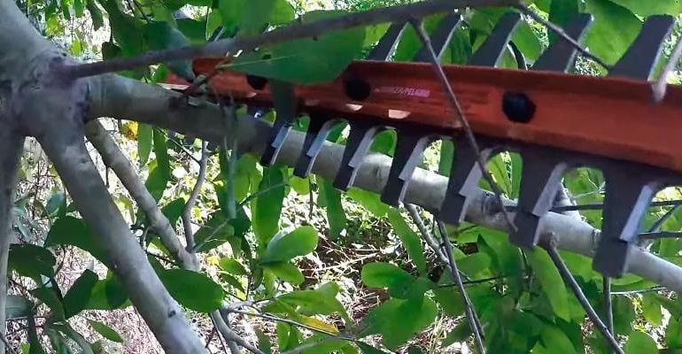 Can you use a hedge trimmer to cut branches? - TheArches