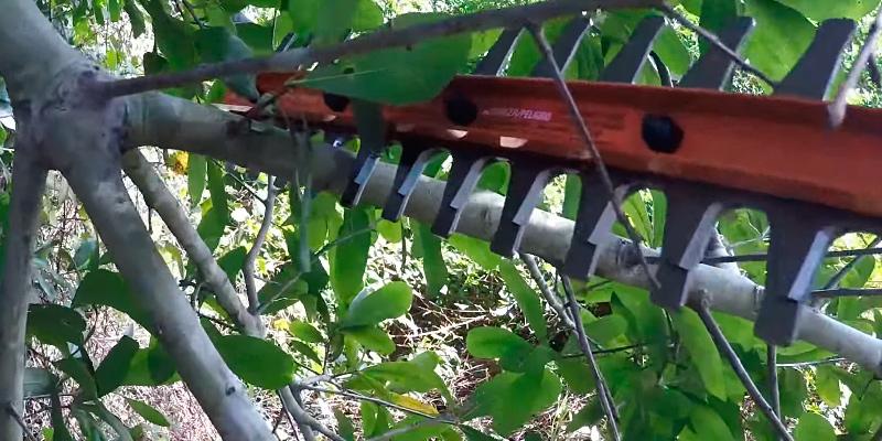 Can you use a hedge trimmer to cut branches? - TheArches