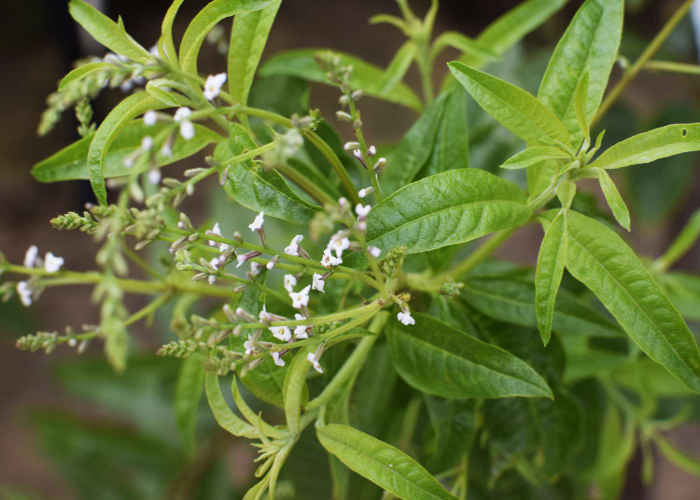 Lemon Verbena