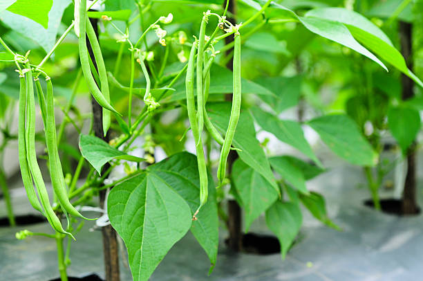 How To Grow French Beans