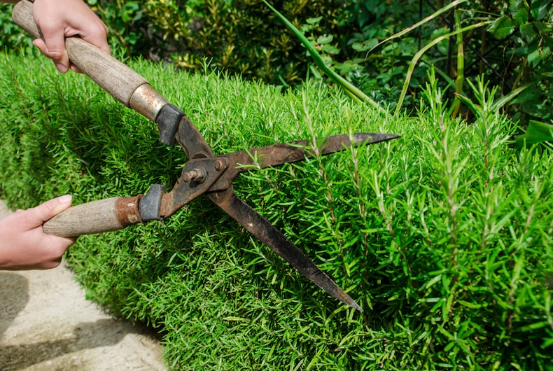 large woody branches