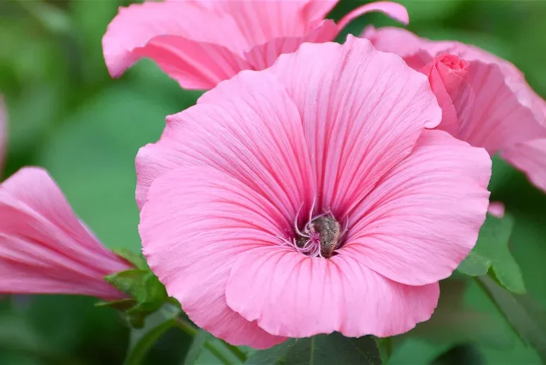 What is the Lifespan of a Lavatera Plant?