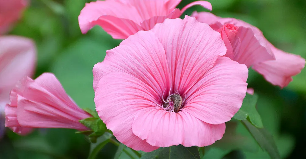 What is the Lifespan of a Lavatera Plant?