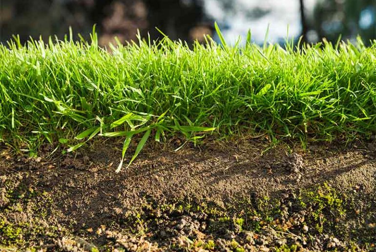 Importance of Weed Control for Your Lawn's Health