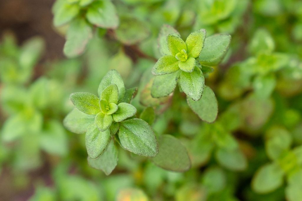 lemon-thyme