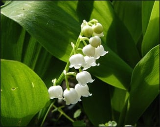 lily of the valley 1