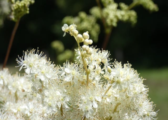 meadowsweet