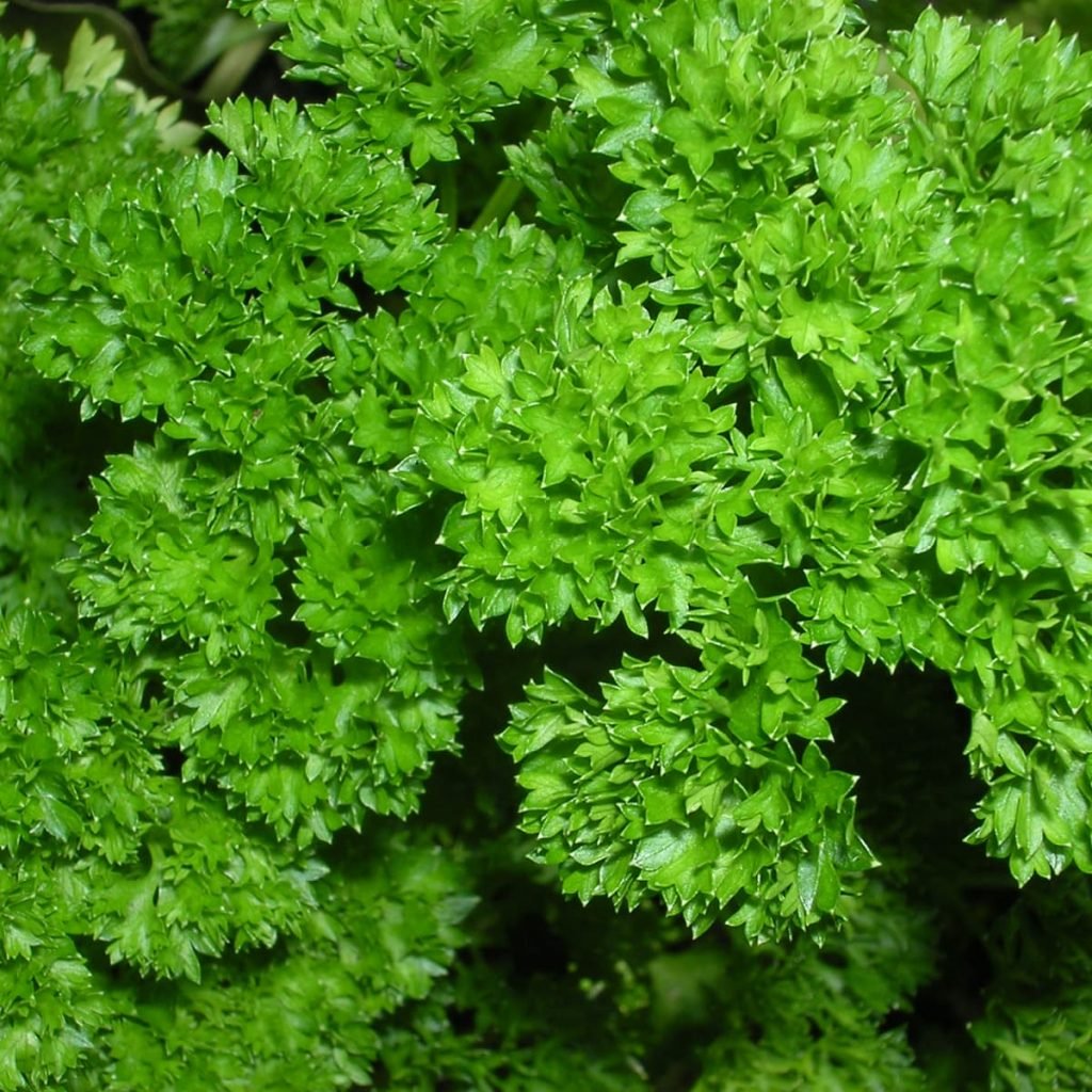 parsley