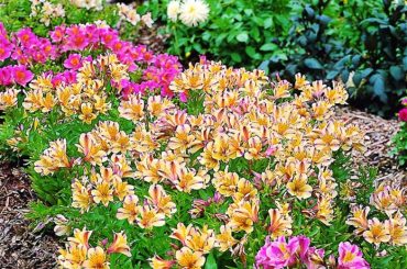 How Long Do Alstroemeria Last