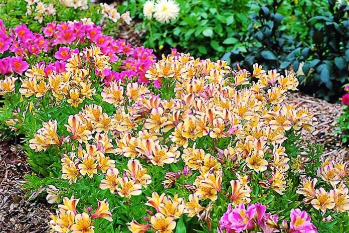 How Long Do Alstroemeria Last