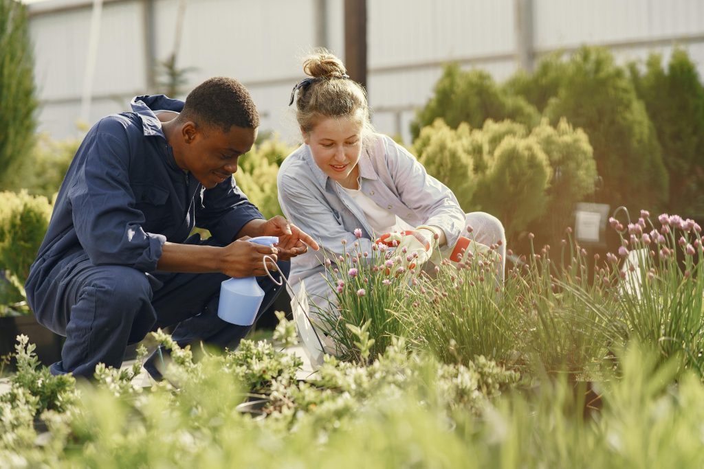 How to Transform Your Garden with the Right Lawn Care Strategy