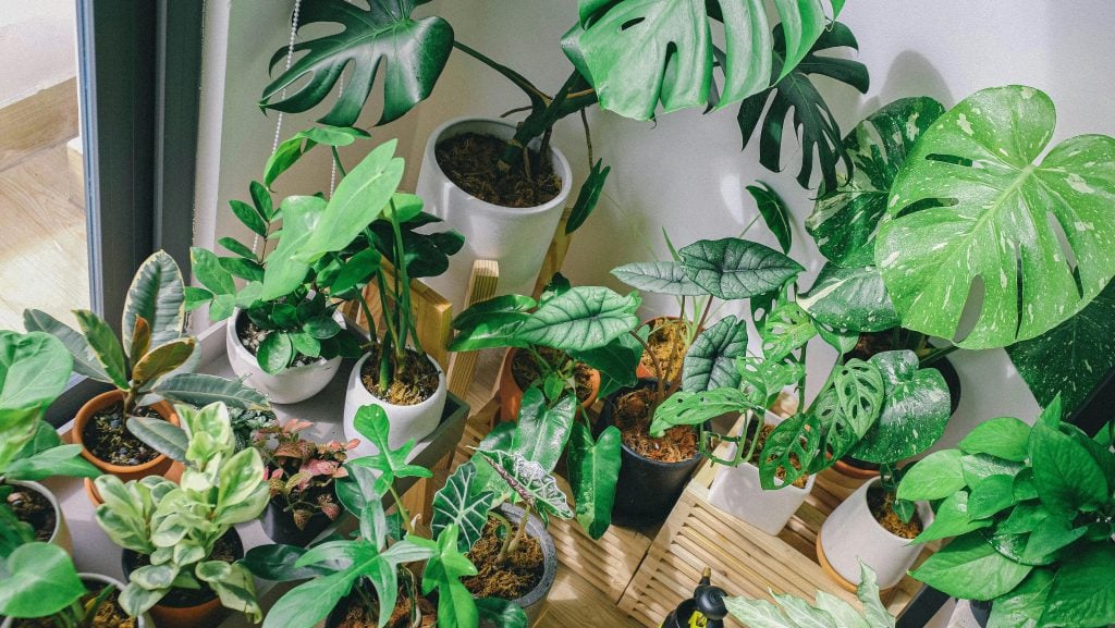 windows Affect Indoor Plant Success
