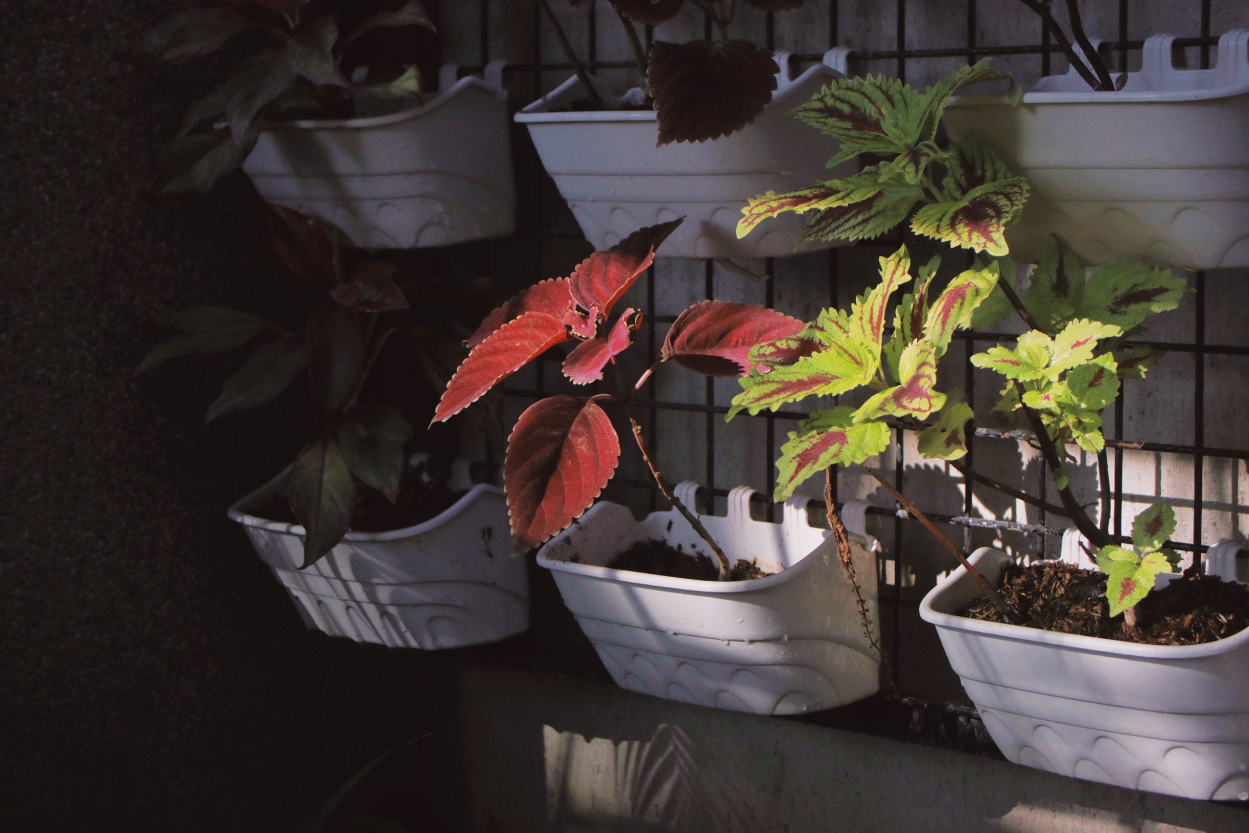 Creating Shady Container Garden on Sun-Baked Patio